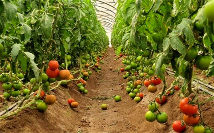 سرمایه‌گذاری۴۱ میلیارد تومانی بخش خصوصی در خاش برای توسعه گلخانه‌ها
