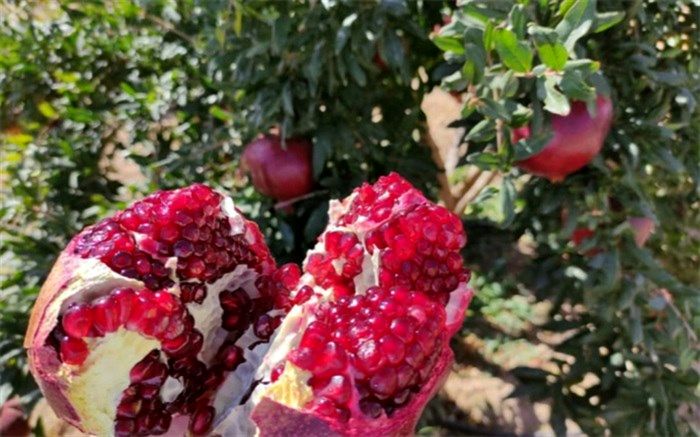برداشت 60 هزار تُن انار از باغات نی‌ریز