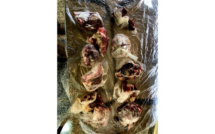 کشف گوشت گراز و بز وحشی از منزل شکارچی متخلف در آبیک