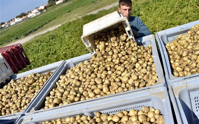 با خشکسالی تولید سیب‌زمینی چه تغییری کرده است؟