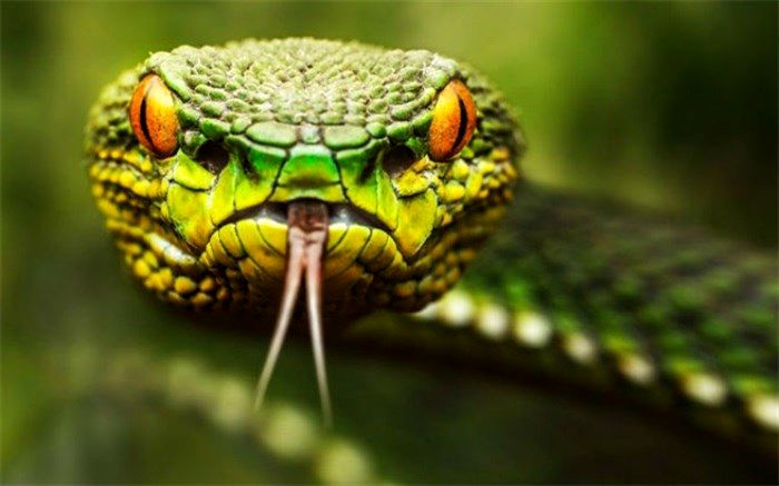 زهر مار چه ترکیباتی دارد؟