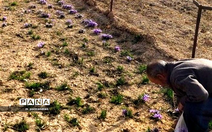معدن طلای سرخ در دامان همیشه سبز میمه