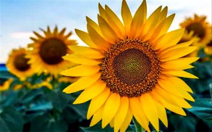 فایده  آفتابگردان بر سیستم گوارش
