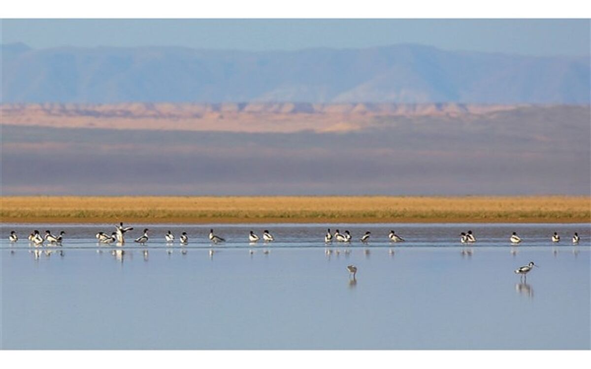 حقابه دائمی تالاب میل مغان تامین شد