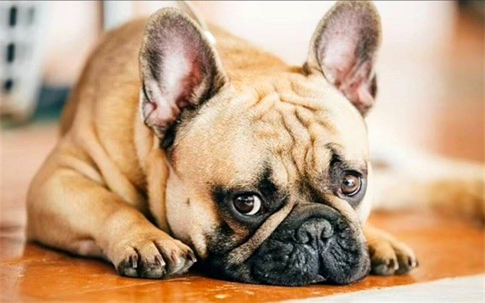 هشدار درخصوص انتقال نوعی از ویروس کرونا از سگ به انسان