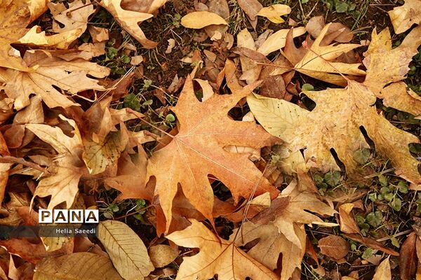 آخرین روزهای پاییز درکاخ سعدآباد