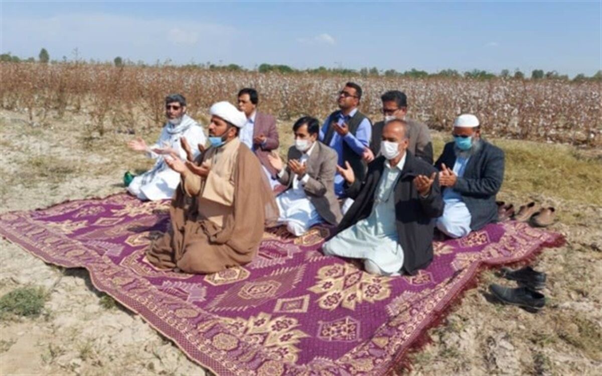 برداشت طلای سفید در سیستان و بلوچستان آغاز شد