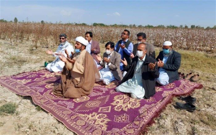 برداشت طلای سفید در سیستان و بلوچستان آغاز شد