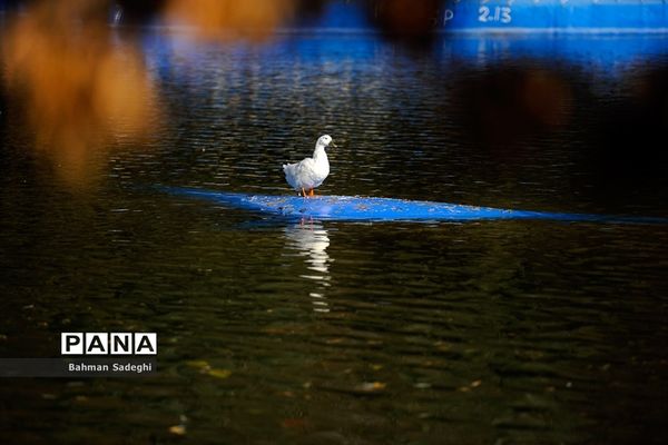 طبیعت پاییزی بوستان ملت