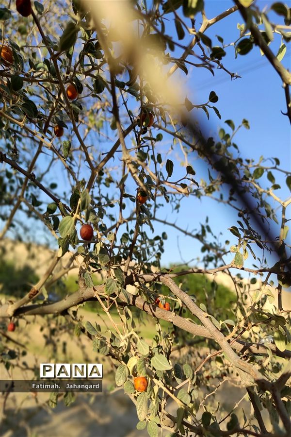 طبیعت زیبا و پرورش زنبور عسل در روستای حبابه شهرستان امیدیه