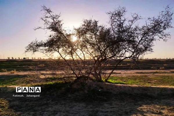 طبیعت زیبا و پرورش زنبور عسل در روستای حبابه شهرستان امیدیه