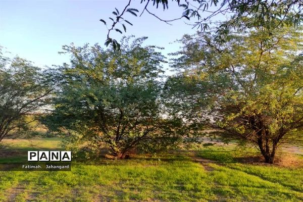 طبیعت زیبا و پرورش زنبور عسل در روستای حبابه شهرستان امیدیه