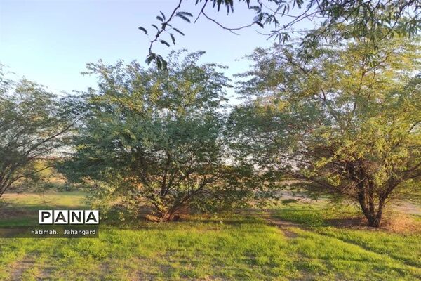 طبیعت زیبا و پرورش زنبور عسل در روستای حبابه شهرستان امیدیه