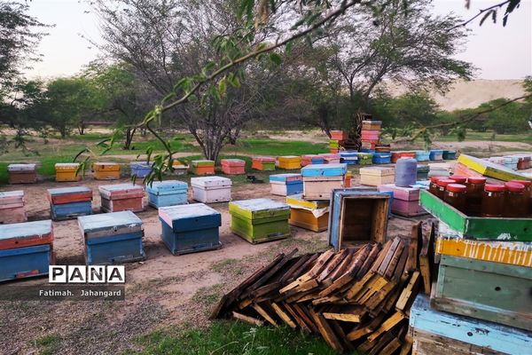 طبیعت زیبا و پرورش زنبور عسل در روستای حبابه شهرستان امیدیه