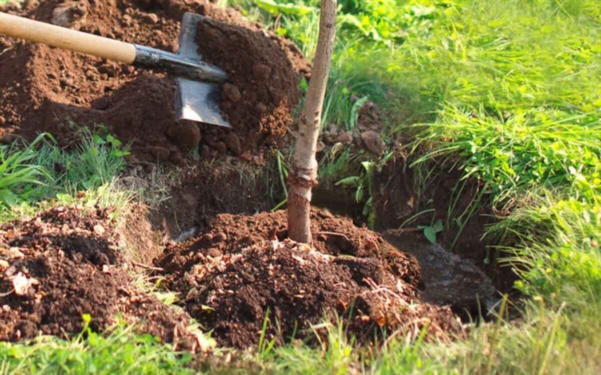 جهانگرد اردبیلی در قم نهال کاشت