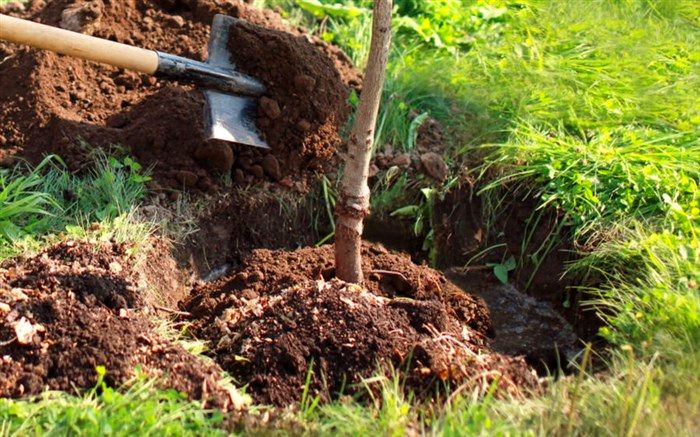 جهانگرد اردبیلی در قم نهال کاشت