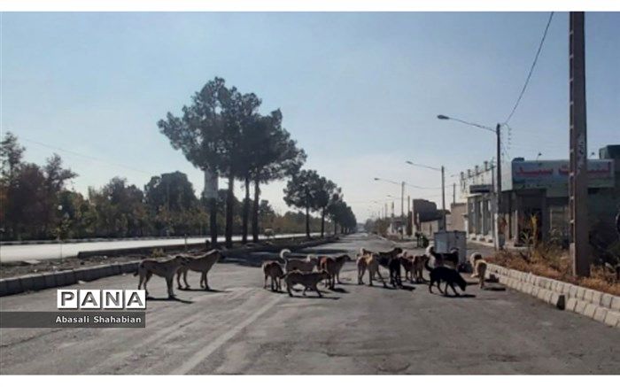 چرا سگ‌های رها شده در کاشمر به مراکز نگهداری سپرده نمی‌شوند