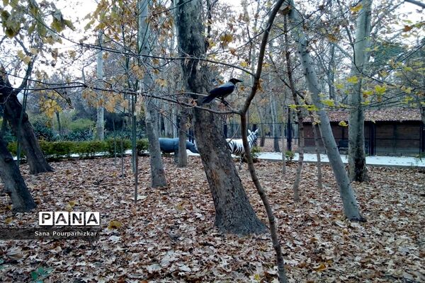 آخرین روزهای پاییز در تهران