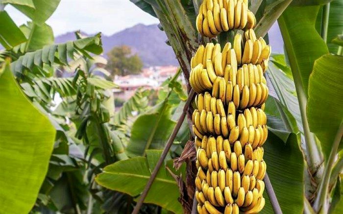 برای چاق شدن این میوه‌ها را مصرف کنید