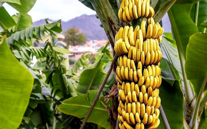 برای چاق شدن این میوه‌ها را مصرف کنید