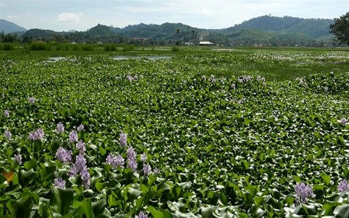 بیش از ۵ هزار هکتار از اراضی تالاب بندر انزلی سنددار شد