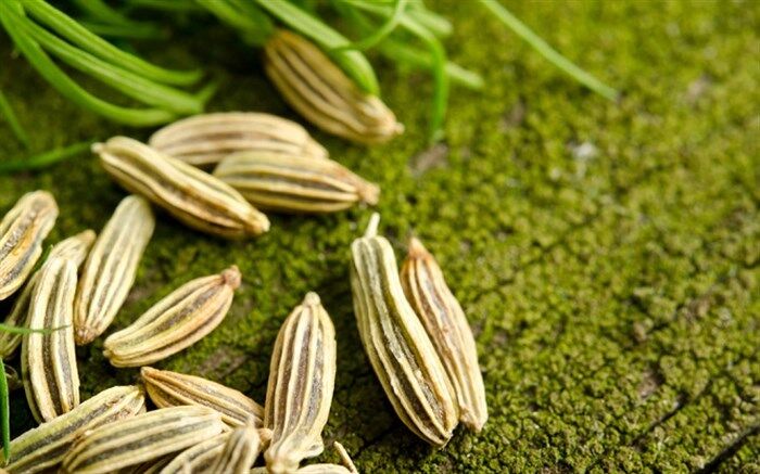 معجزه گیاه رازیانه برای سلامت زنان