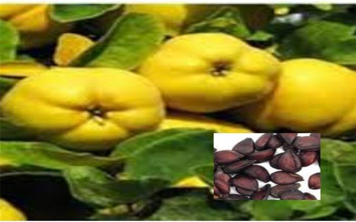 «بِه»  دنیایی از خواص