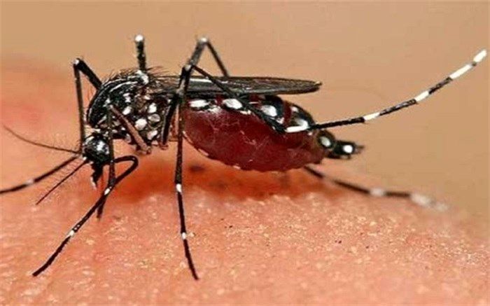 خطر انتقال 3 بیماری با ورود یک «پشه» دردسرساز به کشور