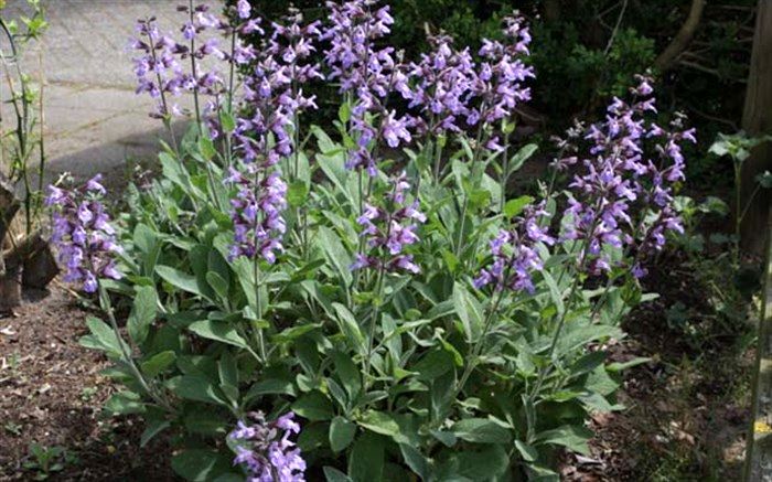 پیشگیری از سرطان و کاهش علائم یائسگی با «مریم گلی»