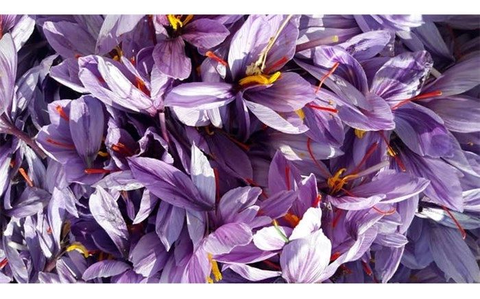 پایان برداشت زعفران در نیشابور