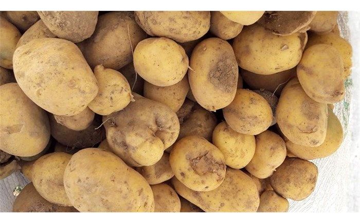 قیمت سیب‌زمینی از ۳ هزار تومان به ٩ هزار تومان رسید