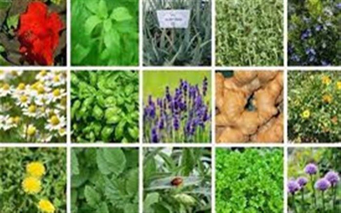 برگزاری دوره آموزشی و ترویجی کشت گیاهان دارویی در نیشابور