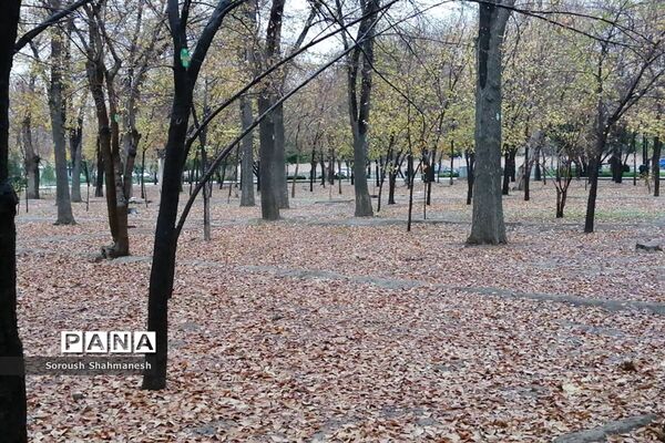 طراوت زمستانی شیراز پس از بارش نخستین باران فصلی