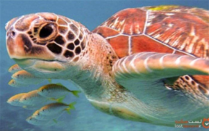 حیوانات در معرض خطر لیستی که هر روز بزرگتر می‌شوند