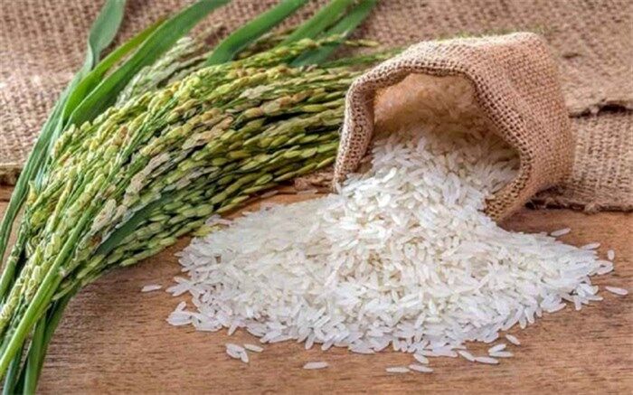 ماهانه 30 هزار تن برنج تایلندی در بازار توزیع می‌شود