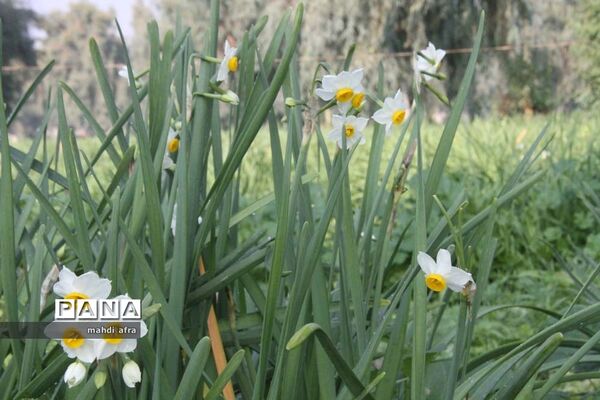 گردهمایی کارشناسان پیش دبستانی ادارات استان خوزستان