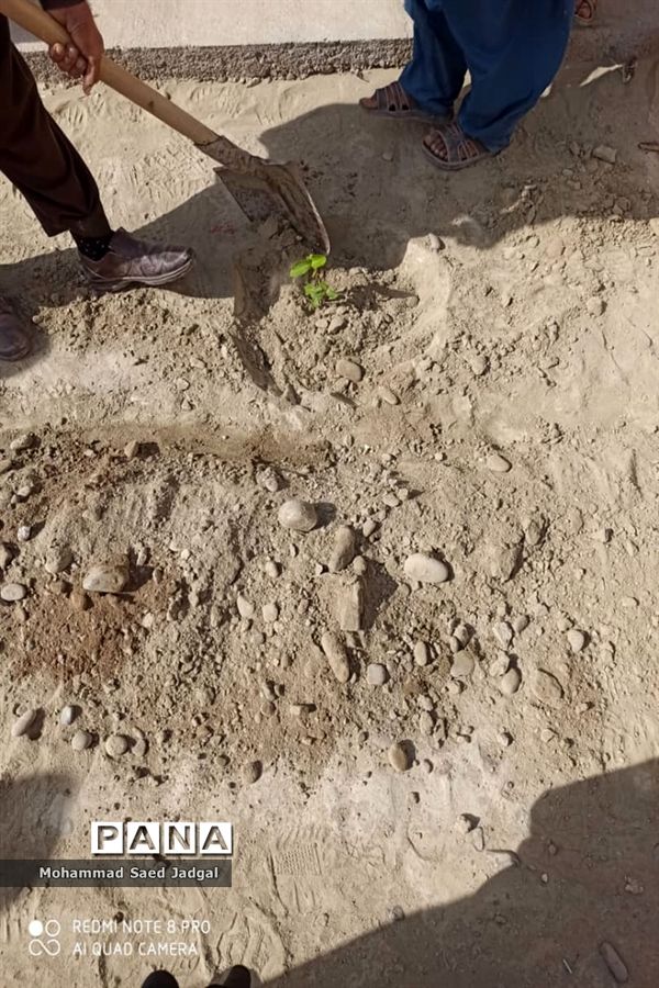 نکوداشت روز درختکاری در منطقه پلان