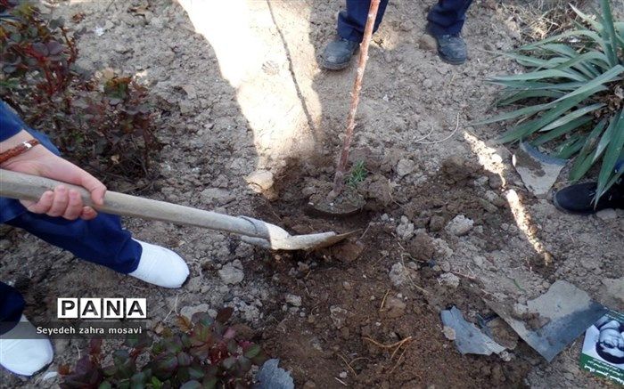 کاشت یک‌ میلیون و 500 هزار درخت مثمر در مناطق کم‌برخوردار