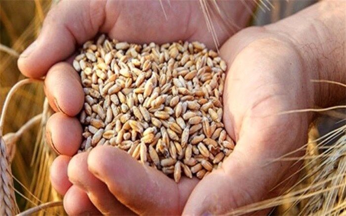 9500 تومان قیمت تصویبی مجلس برای خرید تضمینی گندم
