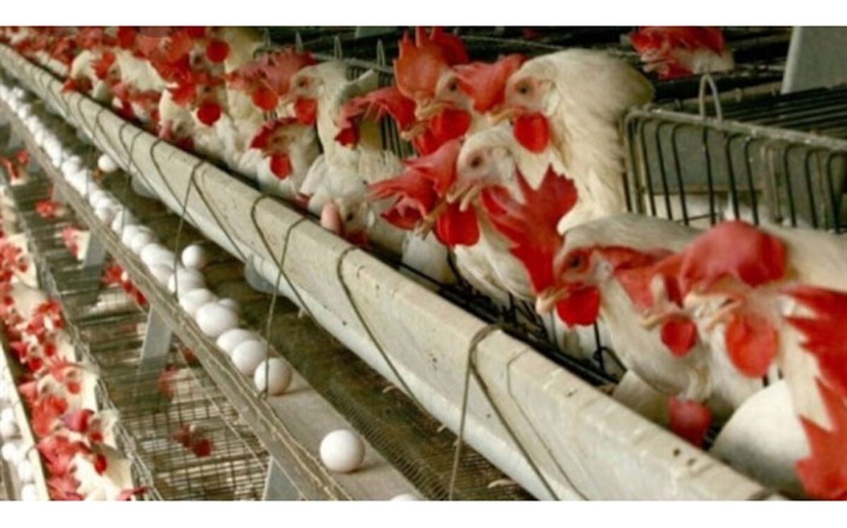 چه دلایلی همچنان باعث ادامه گرانی تخم‌مرغ شده است؟