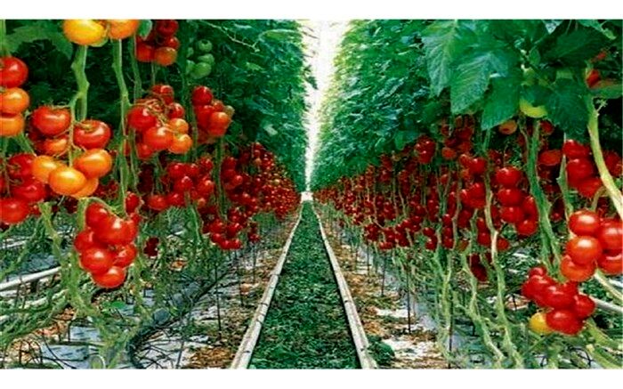 تولید سالانه ۴۲۰ هزار تن محصولات باغی دراردبیل