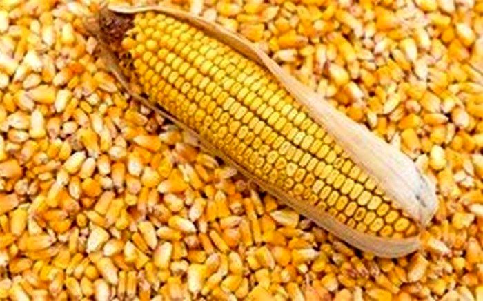 ذرت‌های آلوده در بندر امام خمینی تا پایان سال تعیین تکیف می‌شوند