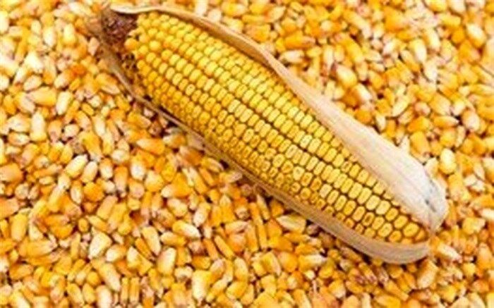 ذرت‌های آلوده در بندر امام خمینی تا پایان سال تعیین تکیف می‌شوند