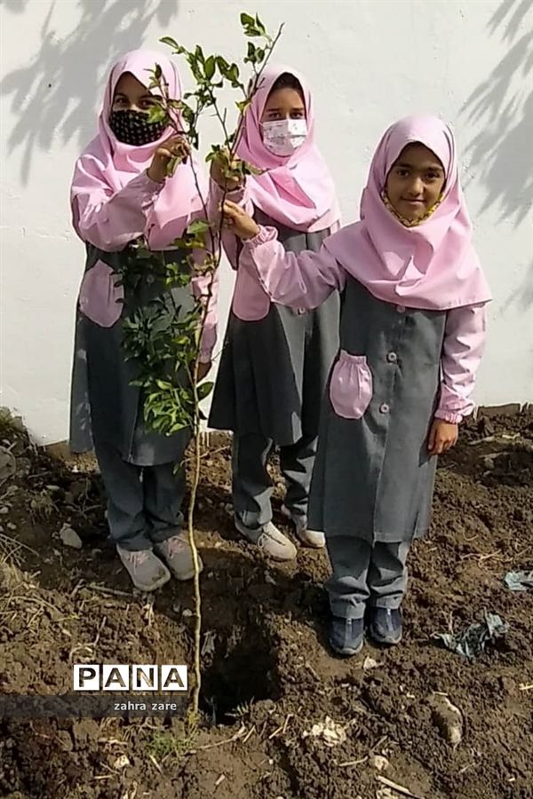 اجرای طرح کمربند سبز روستای شومیا محمودآباد با کاشت یک هزار نهال