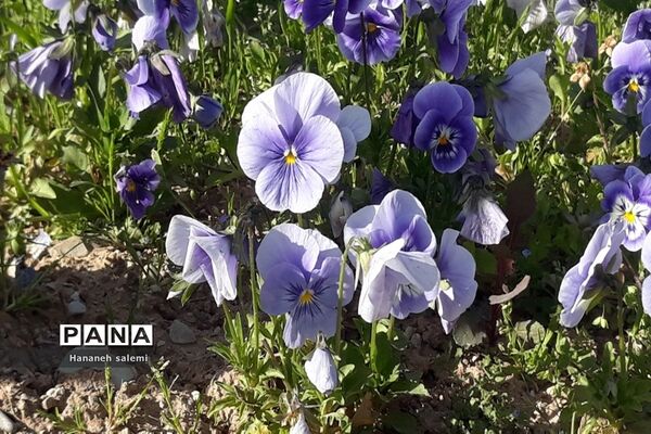 بهار نفسی تازه به طبیعت هدیه کرد