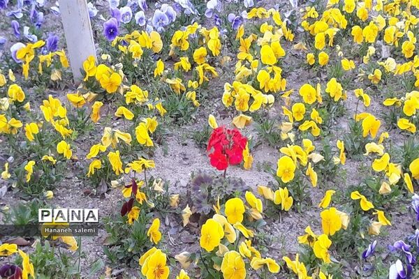 بهار نفسی تازه به طبیعت هدیه کرد
