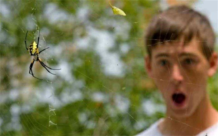 فوبیا با ما چه می کند؟