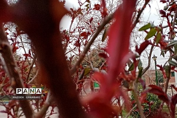 شکوفه‌های بهاری سال نو در شهرستان پردیس