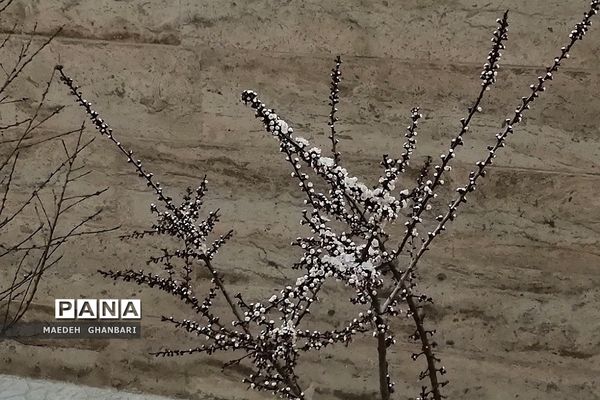 شکوفه‌های بهاری سال نو در شهرستان پردیس