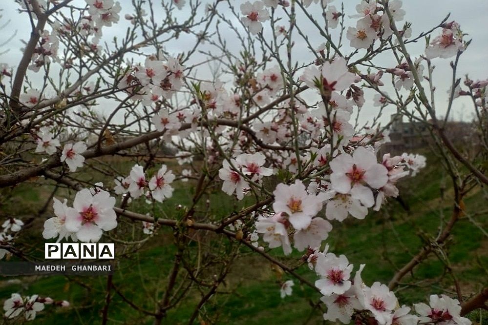 شکوفه‌های بهاری سال نو در شهرستان پردیس
